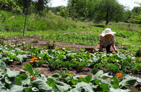 Seasonal fresh organic food from the garden